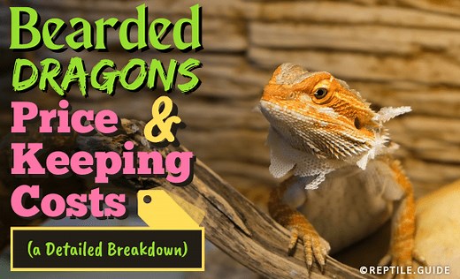 Bearded Dragon Price & Keeping Costs (a Detailed Breakdown)