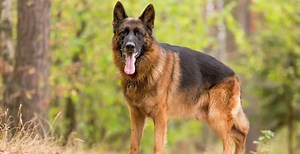 German Shepherd Dog Breed Guide