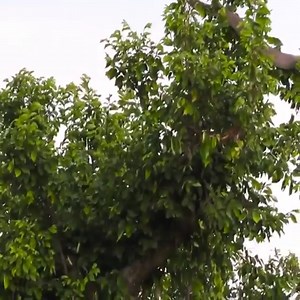 306K views · 2.2K reactions | Black mamba vs Mongoose fighting in a tree | Soul | Facebook