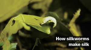 Thousands of silkworms are required to create just one pound of silk. Here's how the labor-intensive process works: | Vox