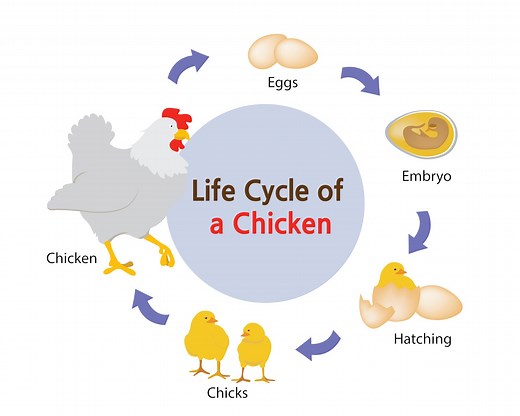 Chicken Life Cycle (Learn the 4 Key Stages) - The Happy Chicken Coop