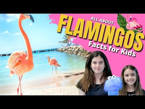 🦩 FLAMINGO Facts for Kids | Learn All About #Flamingos