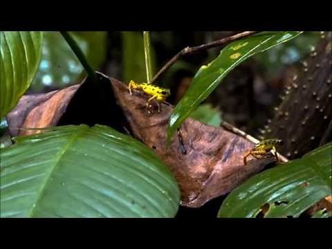 Poison Dart Frogs, The Documentary