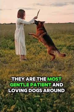 🐕 5 Reasons Why German Shepherds Are The Best Family Dogs!