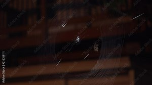 Time lapse of creepy spider spinning web at night for halloween scare