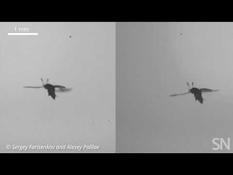 See high-speed video of featherwing beetles’ unique flying style | Science News