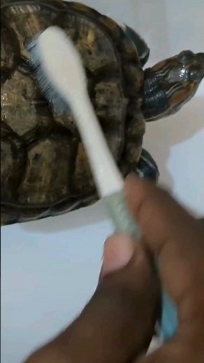 Cleaning turtle shell