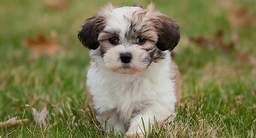 Shichon Dog Guide - Meet The Bichon Frise Shih Tzu Mix