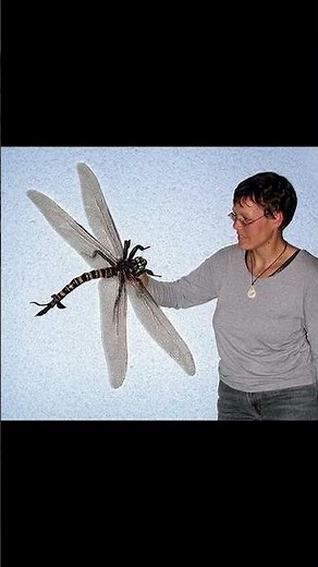 Meganeura: The Biggest Dragonfly In History