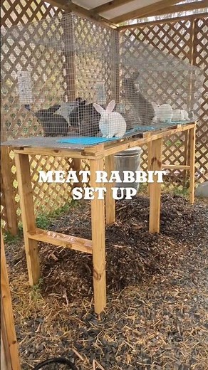 Simple meat rabbit set up 🐇