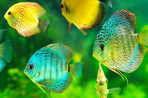 Discus Fish Care Guide & Species Profile