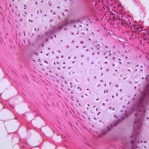 Microscopy in Pathology
