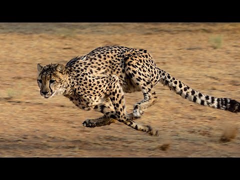 cheetah running full speed