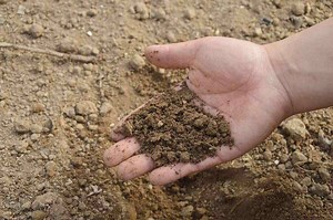 Guide to Soil Types: Pros, Cons, and Plant Suggestions