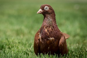 Birmingham Roller Pigeon Breed Guide - NE Pigeon Supplies