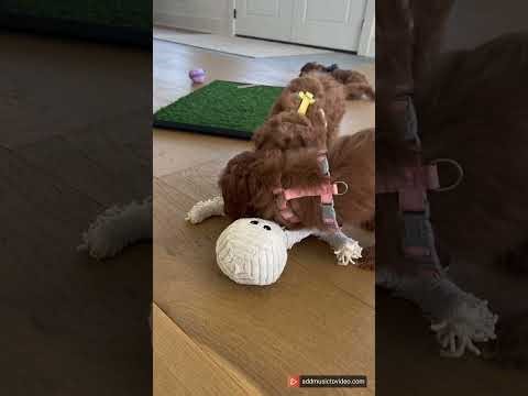 Cavapoo Puppies at 9 Weeks