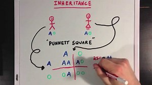 An Introduction to Mendelian Genetics