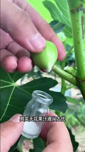 無花果裡面流出來的白色汁液，會被這樣收集起來，有什麼作用呢？#奇聞趣事 #科普 #有趣的冷知識