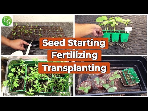 Seed Starting, Fertilizer For Seedlings, Up potting, Transplanting Plants COMPLETE GUIDE!