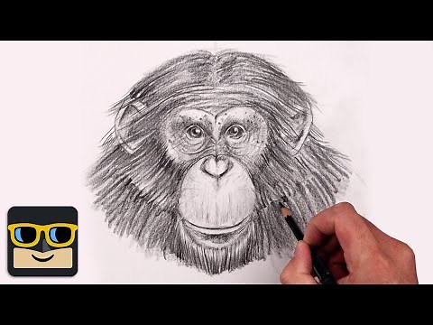 How To Draw a Chimpanzee | Sketch Tutorial