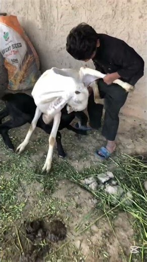 Aggressive Goat 😱🐐 #aggressive #goat #village #viral