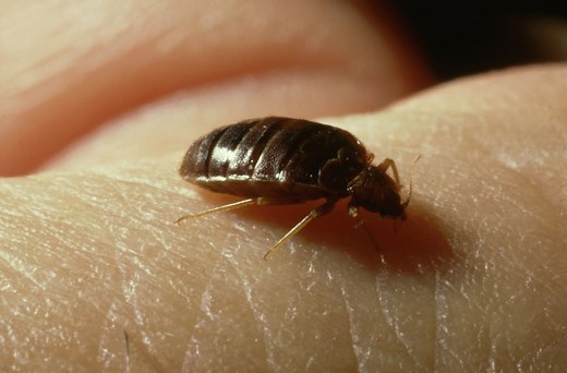 What Are Bedbugs and What Do the Bites Look Like?