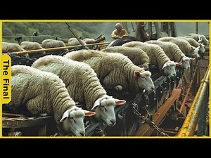 The Best Modern Lamb Processing Factory and Lamb Products | Farming Documentary