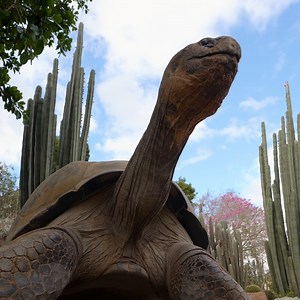 Longest day of the year with some long necks 🐢 | San Diego Zoo