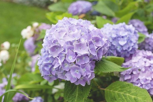 How to Grow and Care for Hydrangeas: A Complete Guide to Healthy, Gorgeous Plants