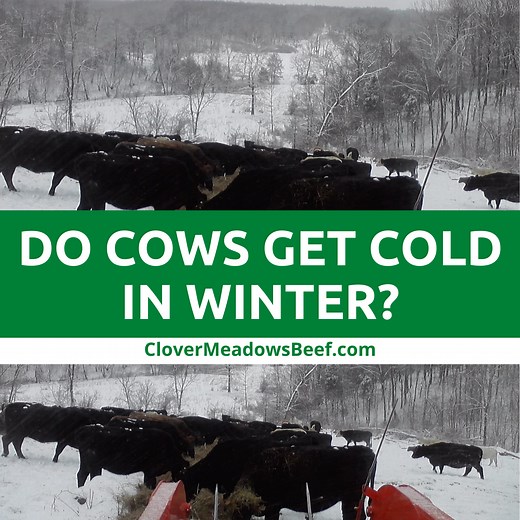 Do Cows Get Cold in Winter Weather? How Cattle Stay Warm. - Clover Meadows Beef