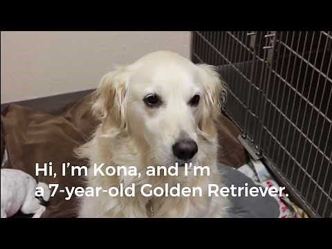 How to Give Subcutaneous Fluids to a Dog | SAGE Veterinary Centers