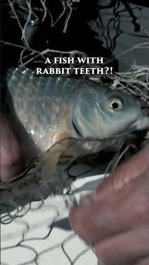 Jeremy Wade catches a fish he has NEVER caught before 👏