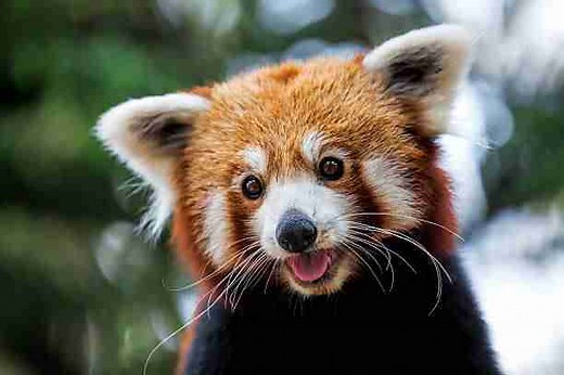 What Is A Red Panda? (Size, Weight, Lifespan and More) – BestofPanda