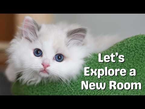 Ragdoll Kittens Playing with Ragdoll Cat Mother | So Cute