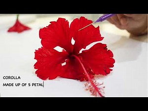 DISSECTION OF HIBISCUS ROSA-SINENSIS : ISC 12