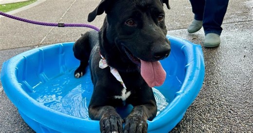 MCACC offering free dog adoptions as shelter reaches nearly 1,000 pups