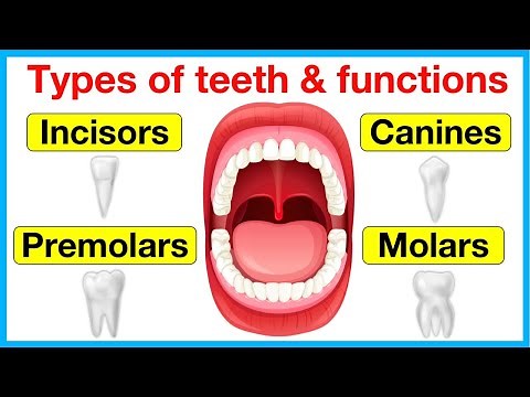 Types of teeth 🦷 | Learn about incisors, canines, premolars & molars | Test your knowledge with quiz