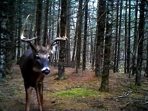 340K views · 1.6K reactions | We can't wait to see these guys again this Fall ! Video taken with a Spypoint trail camera. #spypoint | SPYPOINT Trail Cameras | Facebook