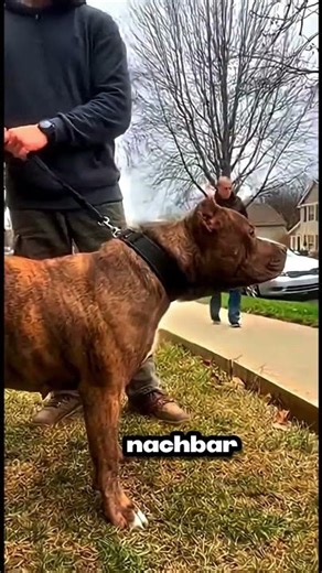 Gerechtigkeit vergisst nie 🐶⚖️🔥 #kurz