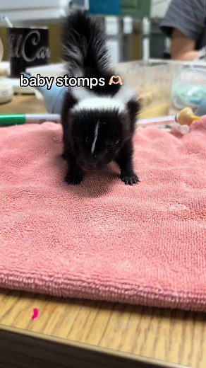 Baby Skunk Stomps: Tiny Attitudes in the Wildlife
