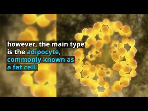 Types and Functions of Adipose Tissue