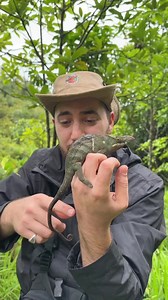 31 reactions | Check out this handsome lizard! This is a male...