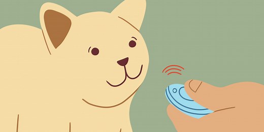 You Can Train Your Cat. Here's How