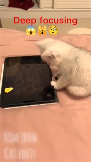 cat plays mouse game on ipad