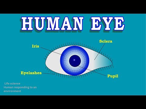 Human eye | Human responding to the environment | Life science grade 12.
