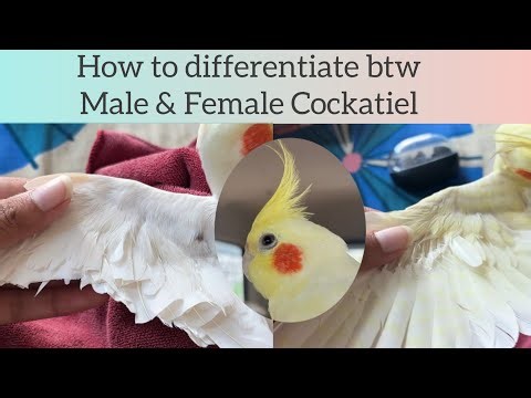 How to tell Male and Female Cockatiel by Tail Feathers|| How to check Cockateil Parrot’s gender