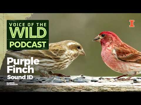 Episode 82: Purple Finch – Voice of the Wild