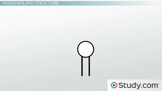 Phospholipid Bilayer | Hydrophilic & Hydrophobic Properties