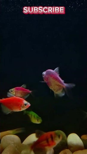 Relaxing Glow Fish Tank | Colorful Neon Aquarium Short