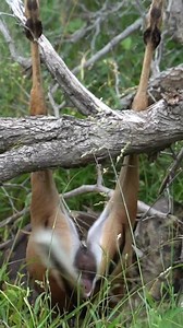 3.4M views · 28K reactions | Impala Makes Miraculous Escape From Python - Brendon Dredge from MalaMala Game Reserve | Latest Sightings - Kruger | Facebook